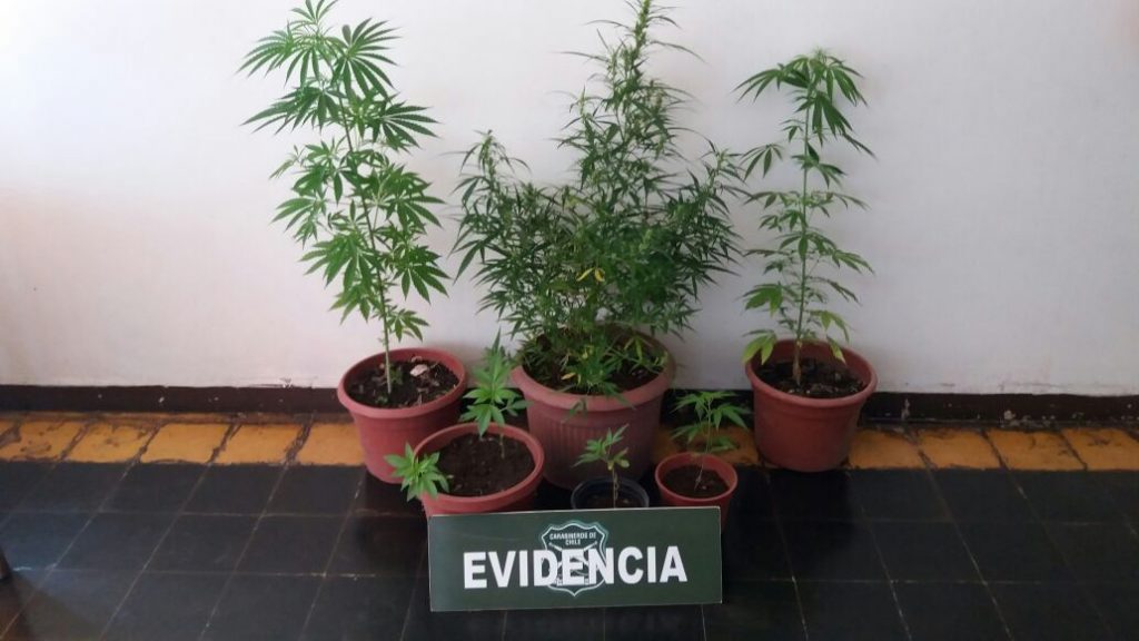 Carabineros De San Javier Detienen A Mujer Por Cultivo De Plantas De